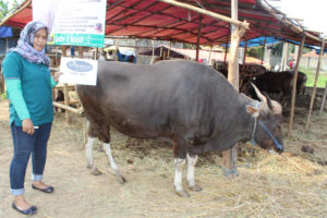 Sapi Qurban Super A2