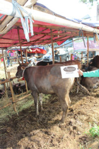 Sapi Qurban Istimewa A4