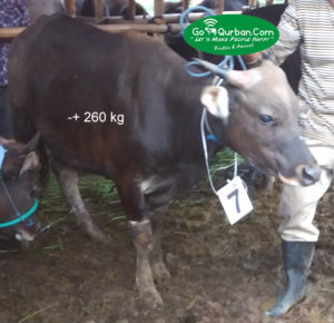 Sapi qurban Super L12