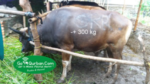 jual sapi qurban 300 kg di jakarta 087878740559 gratis kirim se jabodetabek