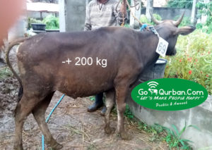 jual sapi qurban 200 kg di jakarta 087878740559 gratis kirim se jabodetabek