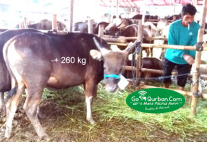 Hewan Qurban sapi super sp4