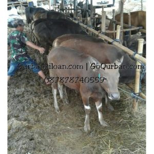 Sapi Qurban favorite 14W