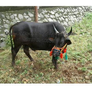 Sapi Qurban super 11W