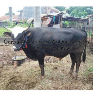 Sapi Qurban istimewa 12W