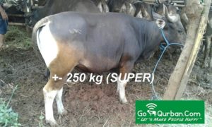 Sapi Qurban super 10W