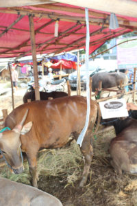 Sapi Qurban istimewa 6W