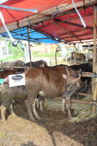 Sapi Qurban istimewa 4W