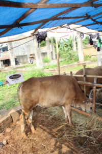 sapi qurban istimewa 1W