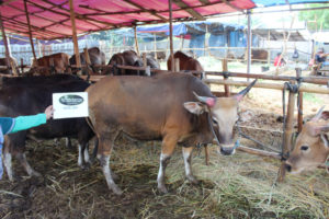 Hewan Qurban Super D39