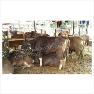 Sapi Qurban Super Kode: 43m