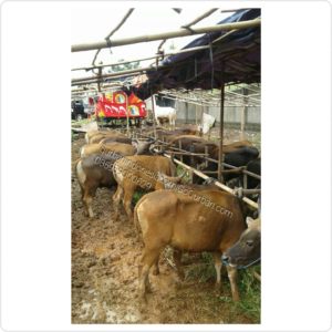 Sapi Qurban Istimewa M45