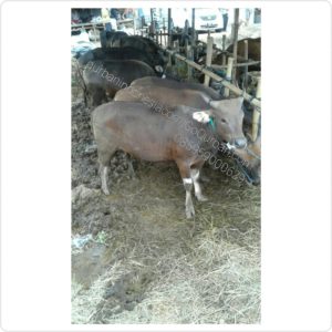 Sapi Qurban Super M42