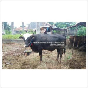 Sapi Qurban Istimewa M44