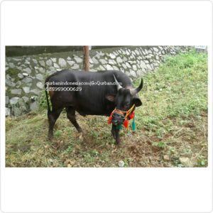 Sapi Qurban Favorite M38