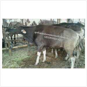 Sapi Qurban Favorite M39