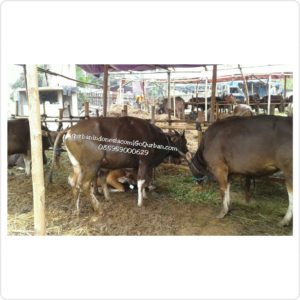 Sapi Qurban Favorite M40