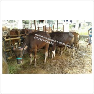 Sapi Qurban favorite M41