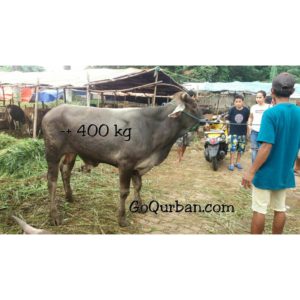 Hewan Qurban sapi istimewa sp16