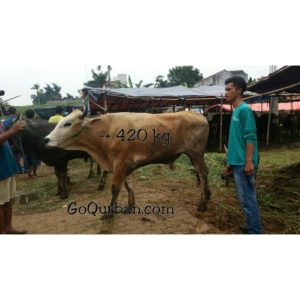 Hewan Qurban sapi istimewa sp15