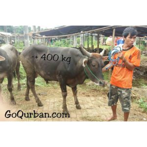 Hewan Qurban sapi istimewa sp13