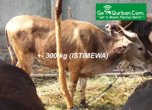 Sapi Qurban ISTIMEWA