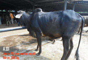 Jual Sapi PO 260 Kg Di Jakarta 085959000628 Gratis Kirim Se Jabodetabek