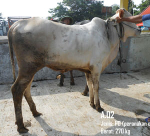 Jual Sapi PO 270 Kg Di Bogor 087878740559 Gratis Kirim Se Jabodetabek