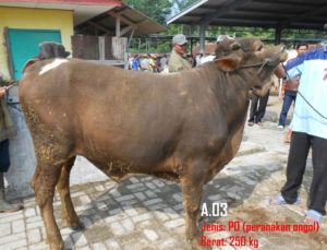 Jual Sapi PO 250 Kg Di Depok 08127221553 Gratis Kirim Se Jabodetabek