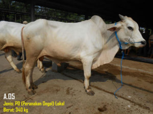 Jual Sapi PO 340 Kg Di Bekasi 087878740559 Gratis Kirim Se Jabodetabek