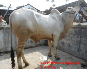 Jual Sapi PO 360 Kg Di Jawa Tengah 087878740559 Gratis Kirim Semarang,Yogya dan Solo