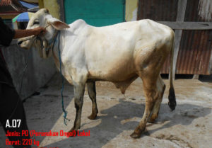 Jual Sapi PO 220 Kg Di Semarang 085959000628 Gratis Kirim Semarang,Yogya dan Solo