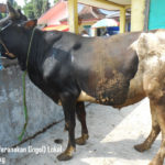 Jual Sapi PO 250 Kg Di Yogyakarta 087878740559 Gratis Kirim Semarang,Yogya dan Solo