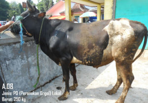 Jual Sapi PO 250 Kg Di Yogyakarta 087878740559 Gratis Kirim Semarang,Yogya dan Solo