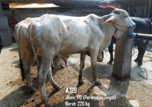 Jual Sapi PO 220 Kg Di Solo 087878740559 Gratis Kirim Semarang,Yogya dan Solo