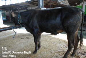 Jual Sapi PO 280 Kg Di Wonosobo 087878740559 Gratis Kirim Semarang,Yogya,Solo dan Wonosobo