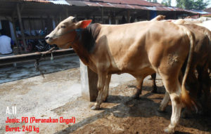 Jual Sapi PO Di Jakarta Barat 087878740559 Gratis Kirim Se Jabodetabek