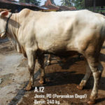 Jual Sapi PO Di Jakarta Selatan 087878740559 Gratis Kirim Se Jabodetabek