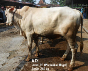 Jual Sapi PO Di Jakarta Barat 087878740559 Gratis Kirim Se Jabodetabek