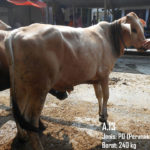 Jual Sapi PO Di Jakarta Selatan 087878740559 Gratis Kirim Se Jabodetabek