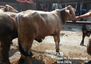 Jual Sapi PO Di Jakarta Selatan 087878740559 Gratis Kirim Se Jabodetabek