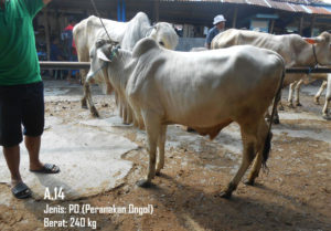 Jual Sapi PO Di Jakarta Pusat 087878740559 Gratis Kirim Se Jabodetabek