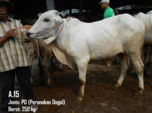 Jual Sapi PO Di Cilebut 087878740559 Gratis Kirim Se Jabodetabek