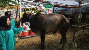 Sapi Bima Qurban 2017 Kode: 103 Di Jakarta Selatan