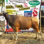 Sapi Bima Qurban 2017 Kode: 105 Di Tangerang