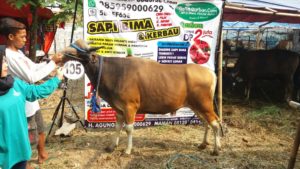 Sapi Bima Qurban 2017 Kode: 105 Di Tangerang