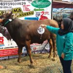 Sapi Bima Qurban 2017 Kode : 107 Di Jakarta