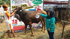 Sapi Bima Qurban 2017 Kode : 107 Di Jakarta