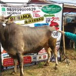 Sapi Bima Qurban 2017 Kode : 108 Di Jakarta