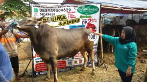 Sapi Bima Qurban 2017 Kode : 108 Di Jakarta